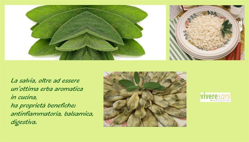 Salvia: pianta aromatica dai molteplici usi Salvia: pianta aromatica dai molteplici usi
